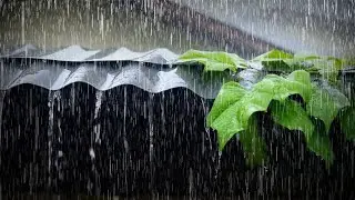Rain on Roof with Thunder | Natural Sleep Sounds & Calm Ambience 