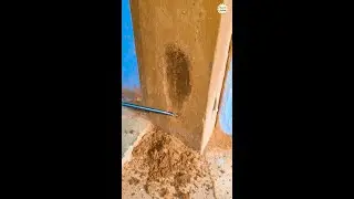 Repairing wood damaged by termites
