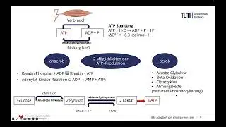 Spiroergomerie erkl&auml;rt: Physiologie und Schwellenbestimmung (Teil 2)