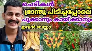 ഭ്രാന്തു പിടിച്ചപ്പോലെ ചെടികൾ പൂക്കാനും കായ്ക്കാനും ഇത് ബസ്റ്റാ banana peel fertilizer zero cost