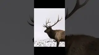 Elk Bull Bugling Snowy MT ! #wildlife #elk