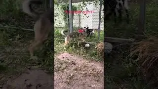 Eevee and Freya meeting some horned dogs. #dogs #dogsofyoutube #dogshorts #puppies #goats #funny