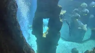Haus des Meeres Aqua Terra Zoo: Haifischbecken Kamera 2