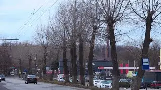 Bălțenii, nemulțumiți de tăierea copacilor în oraș. Propunerea autorităților