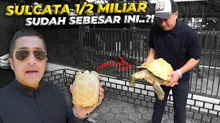 DARI KURA BRAZIL BELASAN JUTA, SAMPE TREATMENT BADAN PULUHAN JUTA..!
