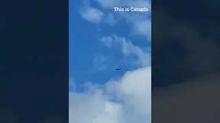 Magnificent video of a master of flight - hawk bird soaring like it owns the sky.