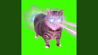 OIIA OIIA COSMIC CAT
