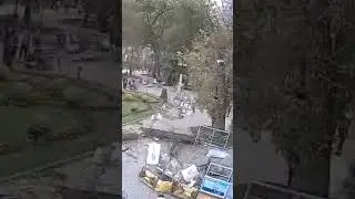 tree fall at street art fair | падение дерева на уличной ярмарке картин #shorts
