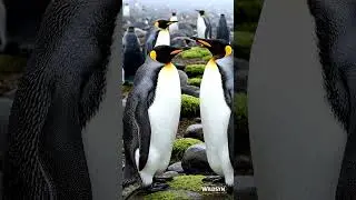King Penguins Bonding in the Mist | Real Wildlife Footage 🐧 #penguin