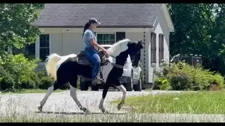 PEARL AMERICAN GAITED HORSE