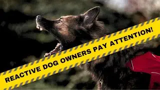 Reactive Dog Owners: Stop Overlooking THIS Game-Changer!