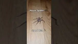 House Spider Speed Run #shorts #spider #kitchen #fast