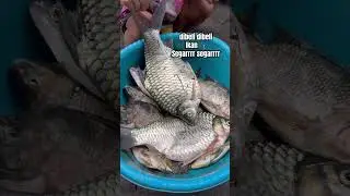 Ikan 🎣 Ayah ini dijual 🤣 #video #ikan  #viral #fish #mancing #funny #mancingmania #youtubeshorts