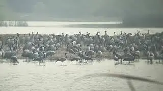 Siberian cranes
