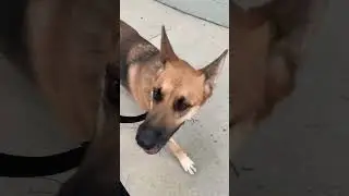 Carmen the Sweet and Lovable Dog #FurFriendsForLife#CanineCare # FidoFriendship#CanineConnection
