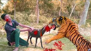 Tiger Attack man goat in forest | Royal Bengal Tiger Attack Action Fun Made Movie Part 6 #tiger