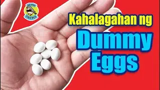 Ep.79: The importance of Dummy eggs