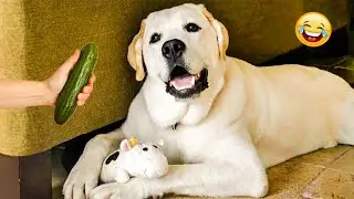 The Funniest Animal Videos of 2025 😁 😁Funny Dogs and Cats Make You Unable To Stop Laughing😻🐶
