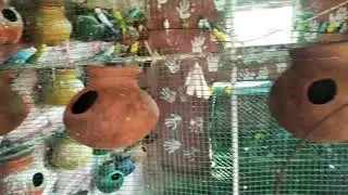 My new Zebra Finches Colony