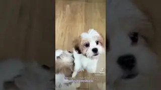 Shih Tzu for Sale SG #shihtzusingapore #shihtzu #lhasaapso #lhasaapsosingapore #singapore #puppy