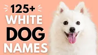 125+ White Dog Names with Meaning | Best Male and Female White Dog Names