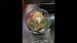 Anime Expo - Pok&eacute;mon Habitats