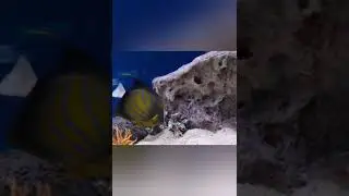 The Shark and The fish with no Bone..