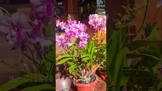 💜 9 Spikes on One Dendrobium! | Record-Breaking Orchid Bloom