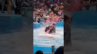 jessica radcliffe orca attack#JessicaRadcliffe #OrcaAttack #HoaxExplained #Debunked #ViralVideo
