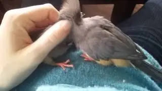 Taming Webster the wild mousebird part 3