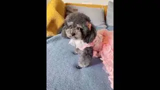 3D Flower Pink Wedding Gown for Dogs/Cats &ndash; Long Train, Dog Quinceanera Dress #doglover #dogdress