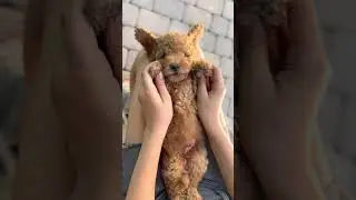 Las 10 Razas de Perros M&aacute;s Inteligentes seg&uacute;n Stanley Coren