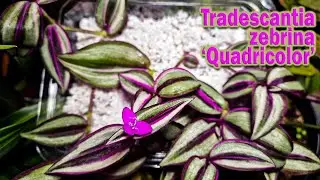 Tradescantia zebrina 'Quadricolor' : cuttings started blooming! 😍