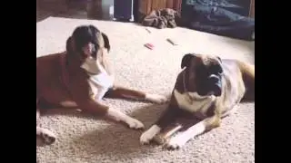 Boxer dogs talking.