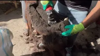 sheep wool harvesting process