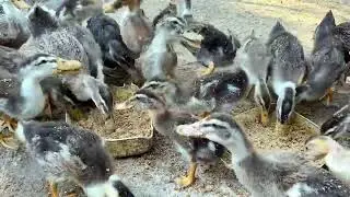 Feeding baby ducks last morning. #babyduck #duckfamily #duck #animals #birds #duckfeed #chicken