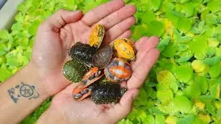 BABY TURTLES MEET THEIR PARENTS!  *Adorable*