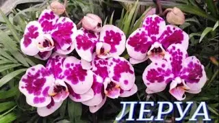 №490/ ОБЗОР  ОРХИДЕЙ и комнатных растений в ЛЕРУА МЕРЛЕН на Новой Адыгеи