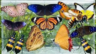 Catching Beautiful Butterflies in the Wild | Insect Hunting