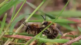 Colletes cunicularius mating