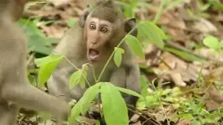 Janet a small monkey in Amber Group get injury on his hand because he fall in trap