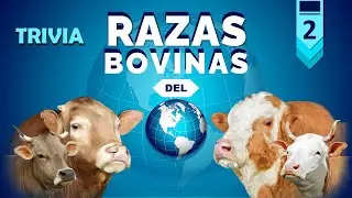 &diams;️TRIVIA&diams;️ - 🐮RAZAS BOVINAS DEL MUNDO🐮 - PARTE 2