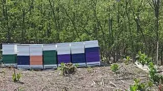 Acacia Harvest 2023 - bees and nature