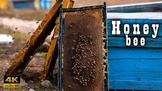 An insect 1800 million years old | Beekeeping and honey production in the villages of Iran