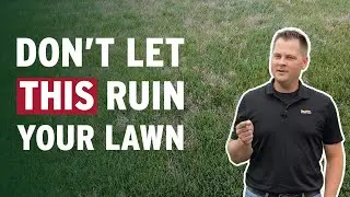 Common Lawn Diseases Explained (and How to Stop Them)