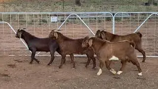 SLAM DUNK RED BOER BUCKS 359, 142, 488, 490