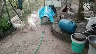 P74 còn con mà quá sung 