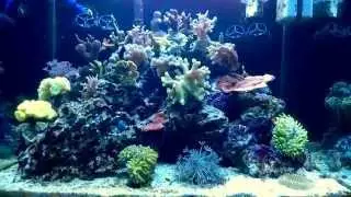 120l SPS Reef Tank - 2014.02