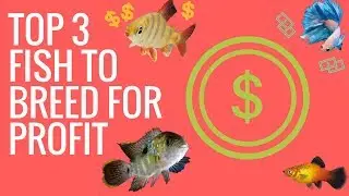 TOP 3 FISH TO BREED FOR PROFIT (Guppies, Discus, Bristlenose)