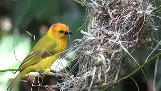 bird building nest free stock footage | Royalty free